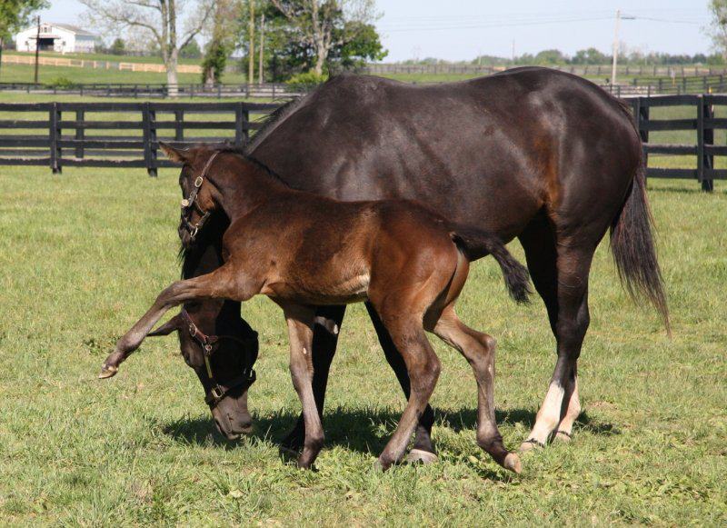 Zenyatta and foal