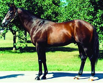 war front sire